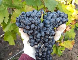 szuret kekfrankos 2020 (1)